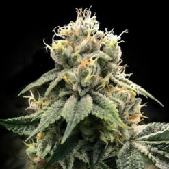 Chocolate Truffle Shuffle  3 u. fem. DNA Genetics
