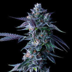 Chocolope  3 u. fem. DNA Genetics