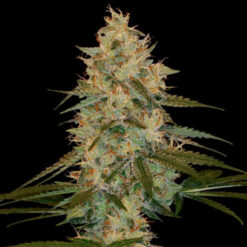 Chocolope Kush  3 u. fem. DNA Genetics