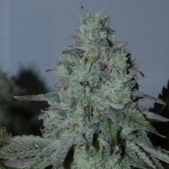 Citrus Hashquake   Bask Triangle Farms