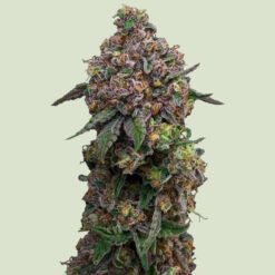 Cosmic Cheddar F1 -   fem. Royal Queen