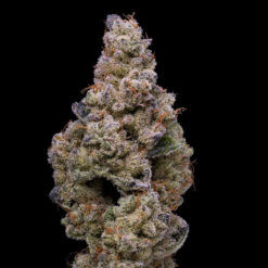 Crispy Sugar fem. Cookies Seed Bank