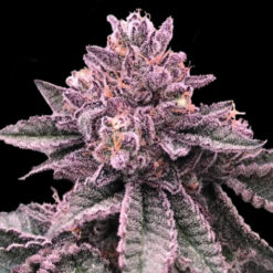DNA Cake  3 u. fem. DNA Genetics