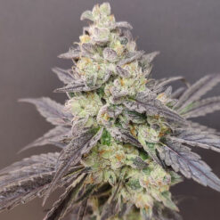 Dancing Sprite 4 u. Seeds of Anarchy