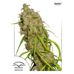 Desfran fem. Dutch Passion