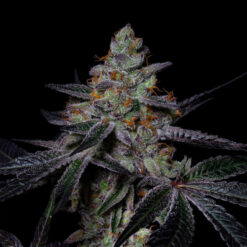 Diamond Dust  fem Pure Instinto