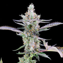 Dirty Money fem. Cookies Seed Bank