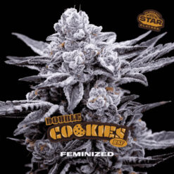 Double Cookies  fem BSF Seeds