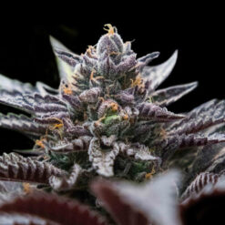 Double Stuffed Sorbet  3 u. fem. DNA Genetics