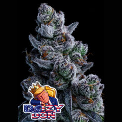 Dozy Don  fem Anesia