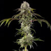 Durban Poison