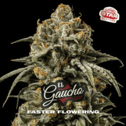 El Gaucho Faster Flowering  BSF Seeds