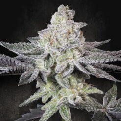 Emerald Envy  5 u. fem. Paradise Seeds Limited Edition