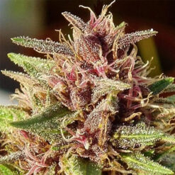 ErdPurt   5 u. Regular Ace Seeds