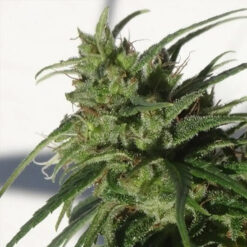 Ethiopia   5 u. Regular Ace Seeds