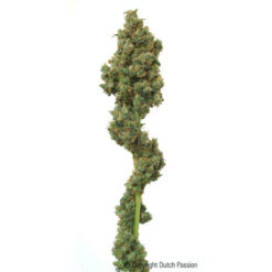 Euforia fem. Dutch Passion