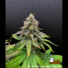 F.U.H (F*cked Up Hippy) fem. 25 u. Seedstockers Superior