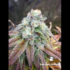 Fishy Zoap fem. 25 u. Seedstockers Superior