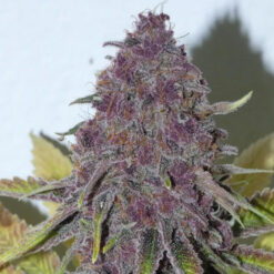 Forbidden Boof   Bask Triangle Farms