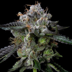 Four Prophets  3 u. fem. DNA Genetics