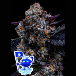 Free Blueberry Nation   fem Anesia