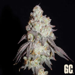 Frenchy's Lass  Grand Cru Genetics