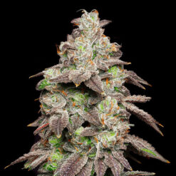 Fried Banana fem. Cookies Seed Bank