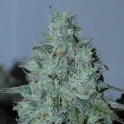 Fritter Burger   Bask Triangle Farms