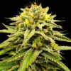 Frosted Sunsetz   5 u. fem One Shot Edition Gratefull Seeds