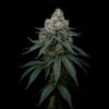 Frosty Apple fem Triploid Seeds