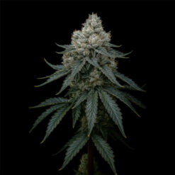 Frosty Apple fem Triploid Seeds