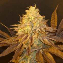 Fruit Popz   Bask Triangle Farms