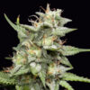 Fruity Forest  fem Triploid Seeds