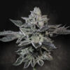 G-Force  5 u. fem. Paradise Seeds Limited Edition