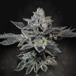 G-Force  5 u. fem. Paradise Seeds Limited Edition