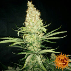 G13 Haze  Reg Barney's