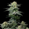 GG4 Sherbet Fast Flowering fem. FastBuds Seeds