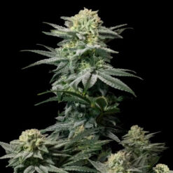GG4 Sherbet Fast Flowering fem. FastBuds Seeds