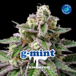 GMint   fem BSF Seeds