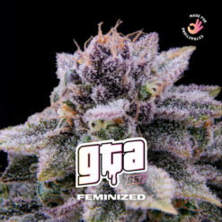 GTA  fem BSF Seeds