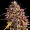 Gas Face 10 u. fem Empire Seeds