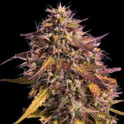 Gas Face 10 u. fem Empire Seeds