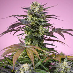 Gelonade 100 u. fem. Granel Profesionales Sweet Seeds