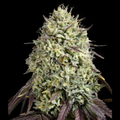 Georgia Pie 100 u. fem. Advanced Seeds