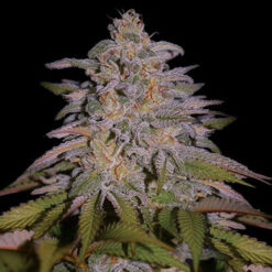 Glazed Gushers  5u. G13 Labs