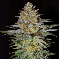 Glitter Bomb 10 u. fem Empire Seeds