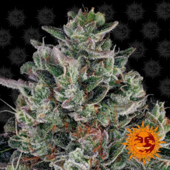 Glookies 25 u. fem Barney´s