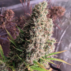 Golden Tiger   5 u. Regular Ace Seeds