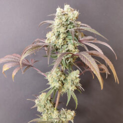 Gorgon  4 u. Seeds of Anarchy