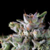 Gorila 7 u. Reg. Pyramid Seeds